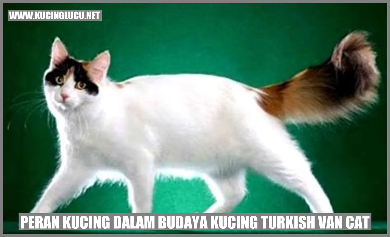 Kucing Turkish Van Cat