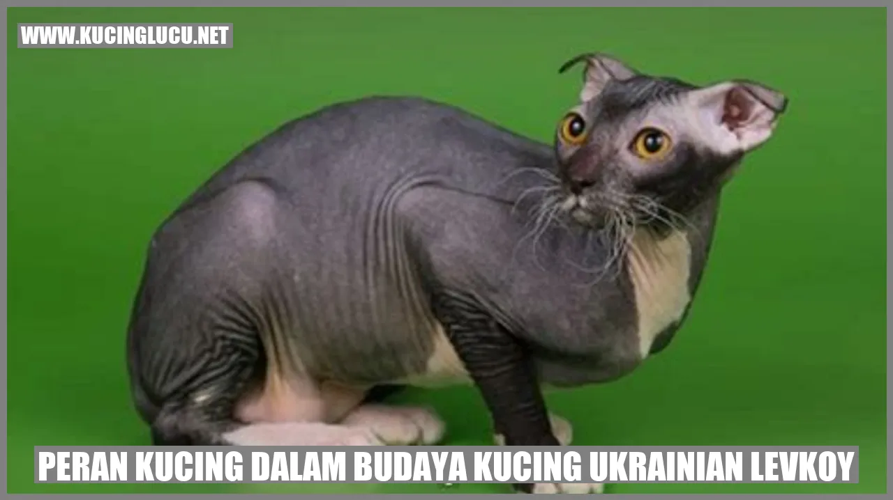 Kucing Ukrainian Levkoy