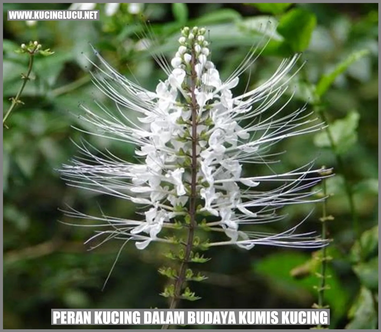 Kucing dalam Budaya Kumis Kucing
