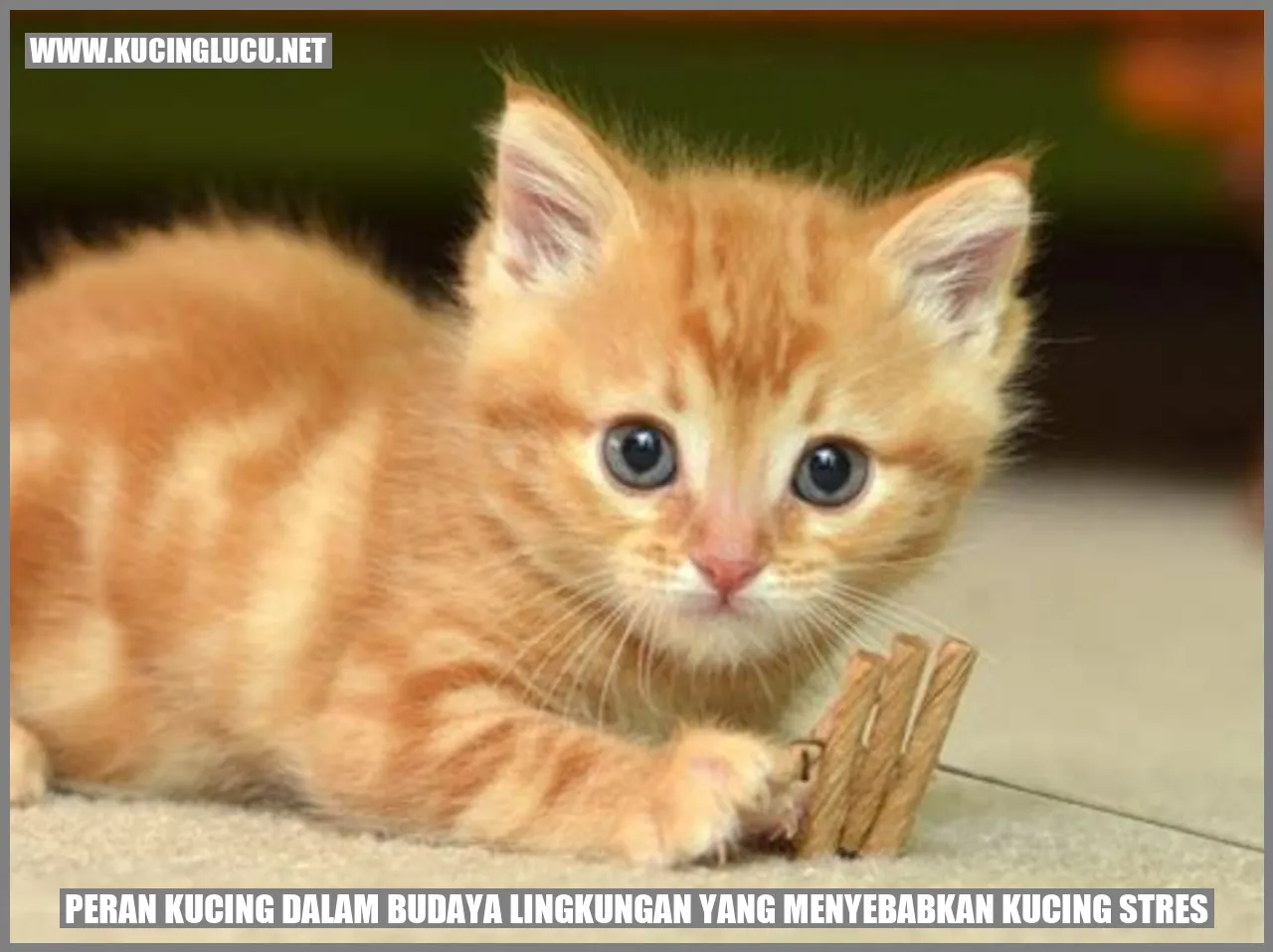 Gambar kucing sedang mengalami stres