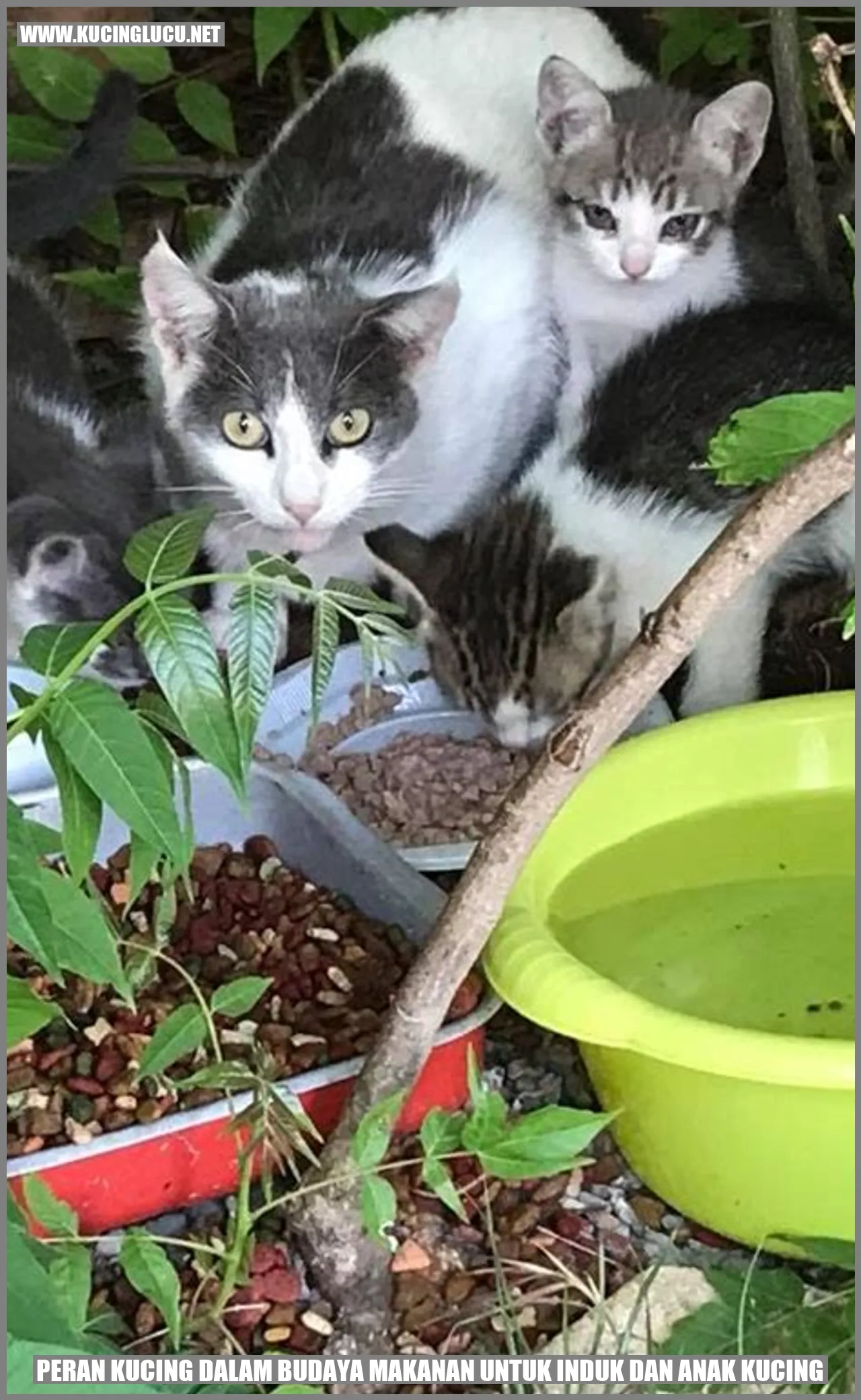 Gambar Kucing Makanan