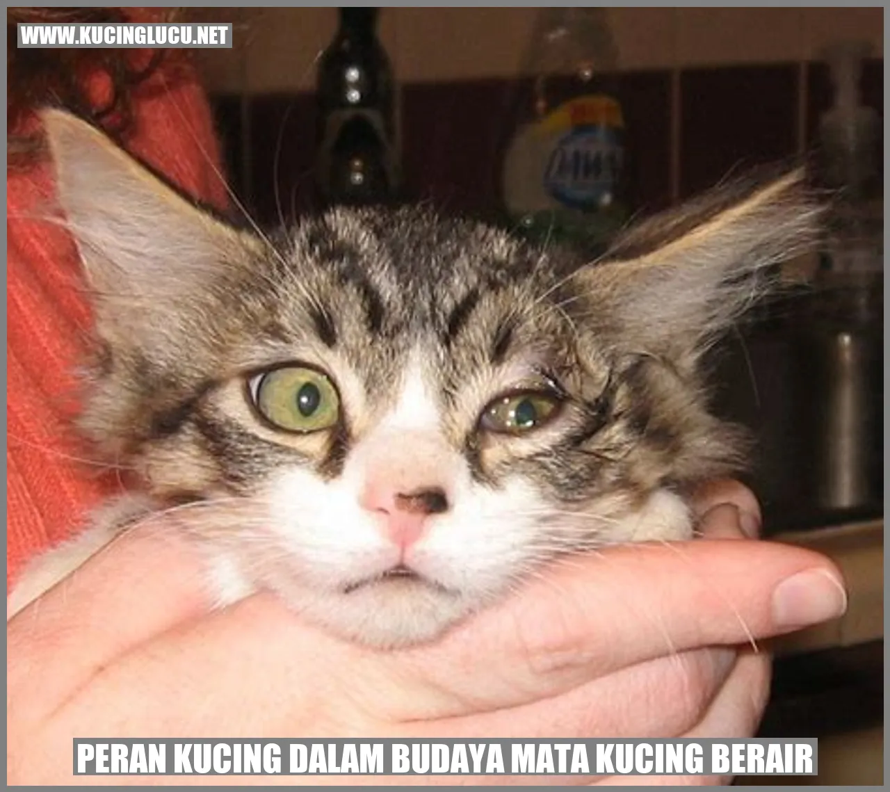 Gambar kucing berair