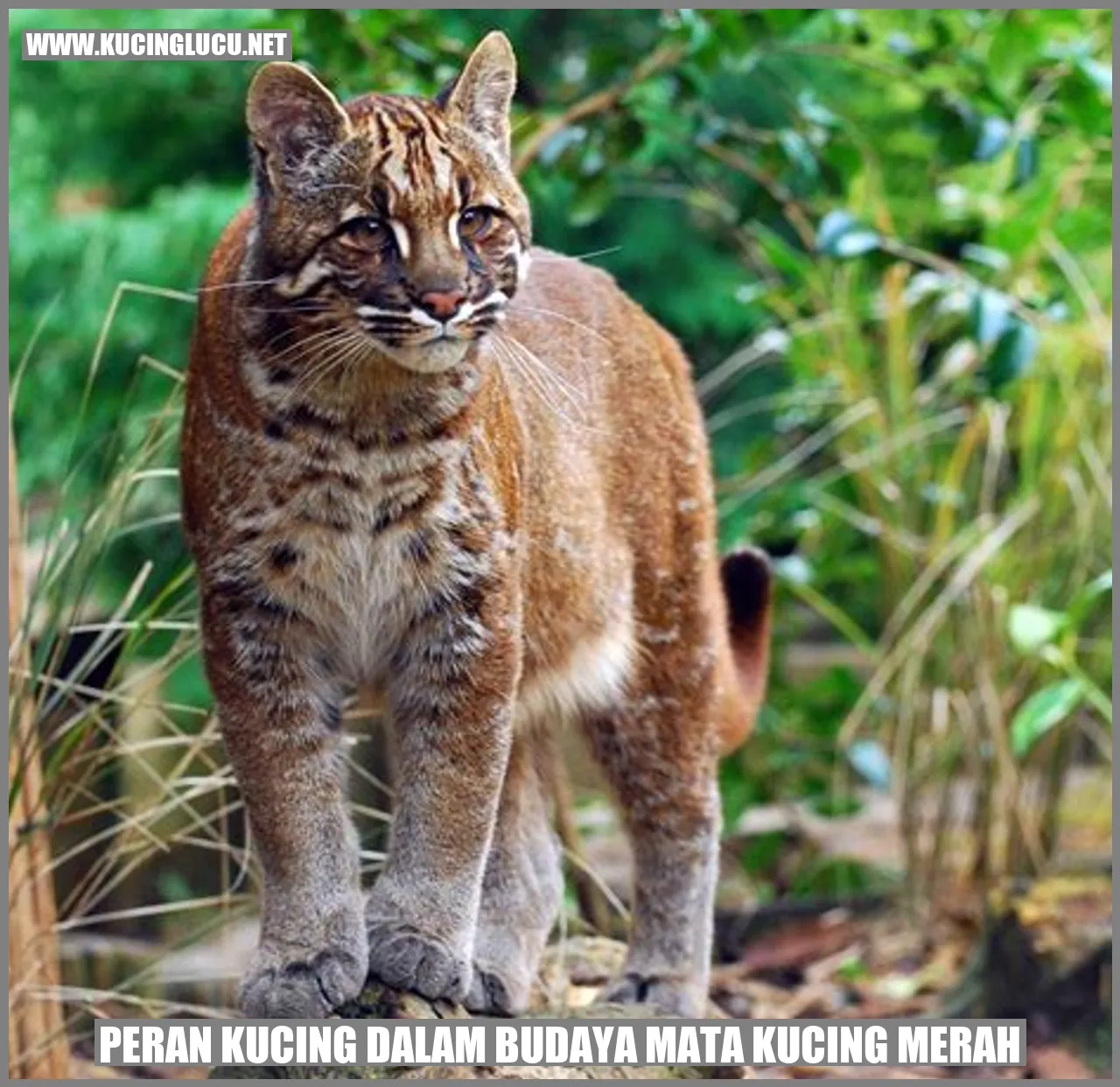 Peran Kucing dalam Budaya Mata Kucing Merah