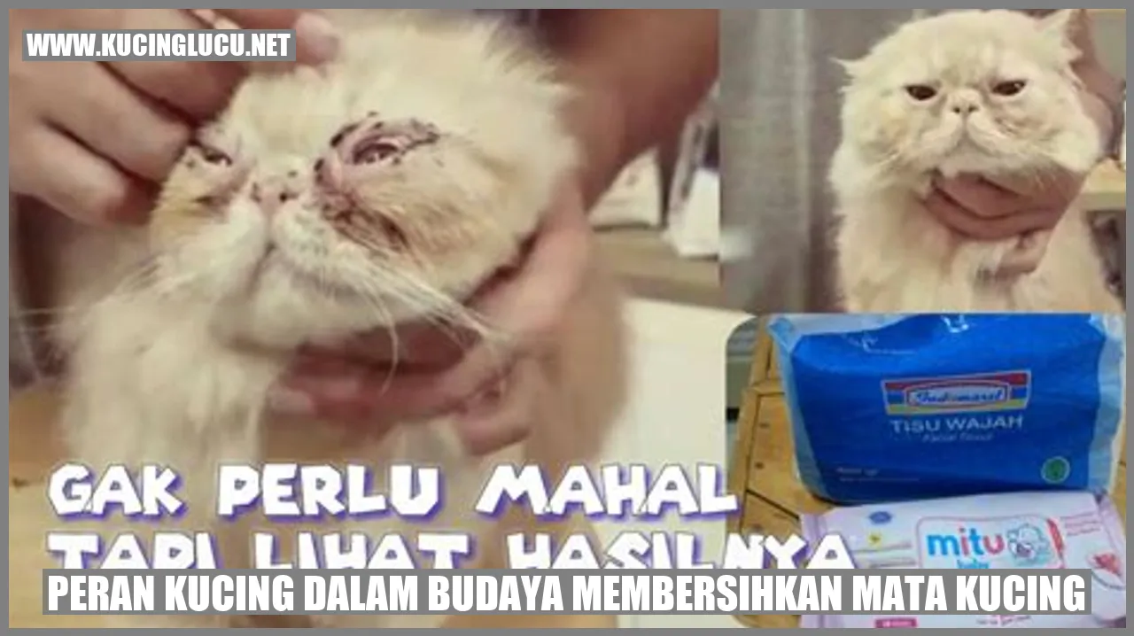 Gambar kucing sedang membersihkan matanya