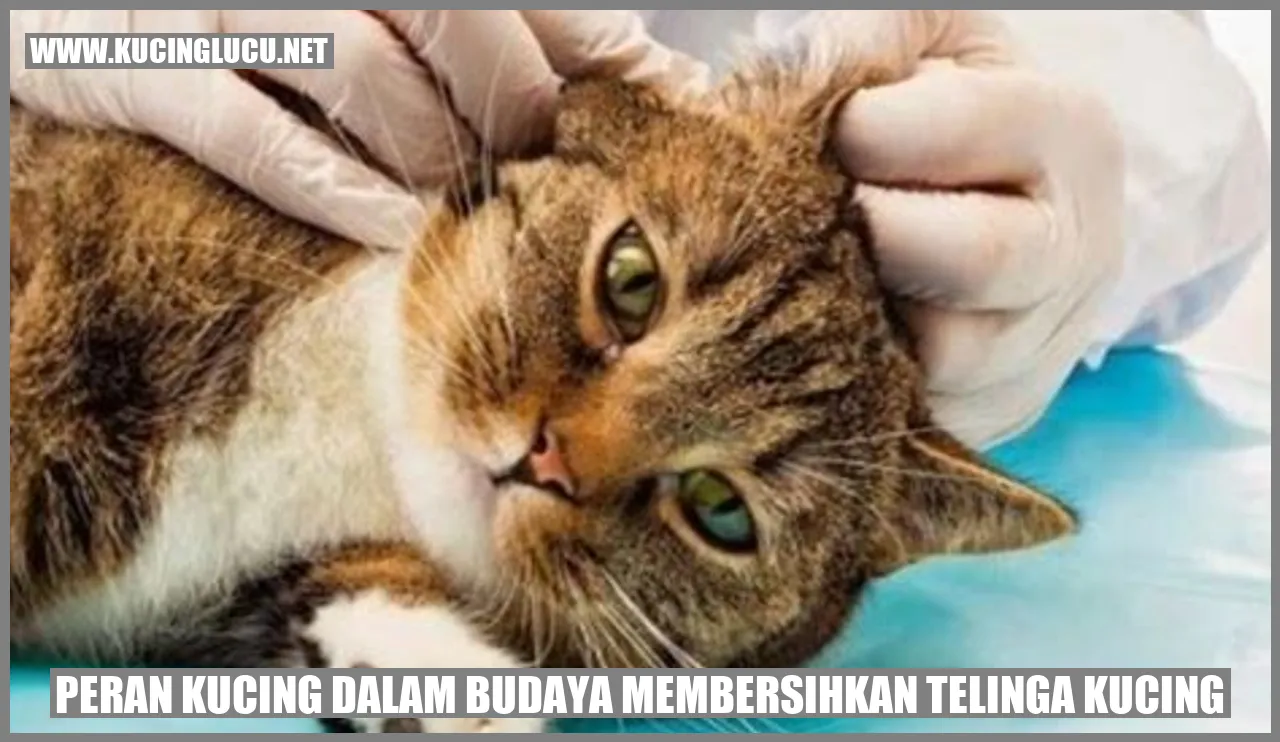 Gambar Kucing sedang membersihkan telinga