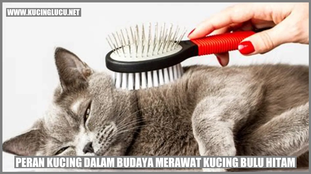 Gambar kucing bulu hitam