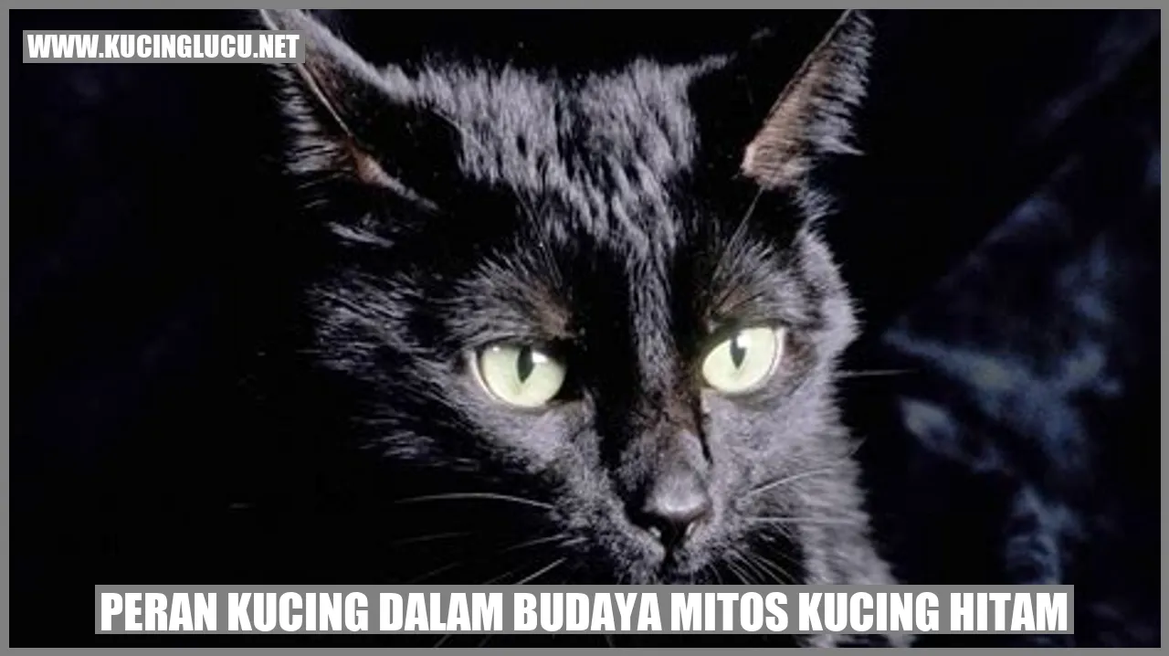 Kucing Hitam