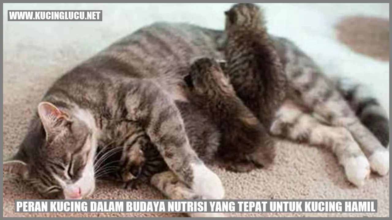 Gambar Kucing Hamil