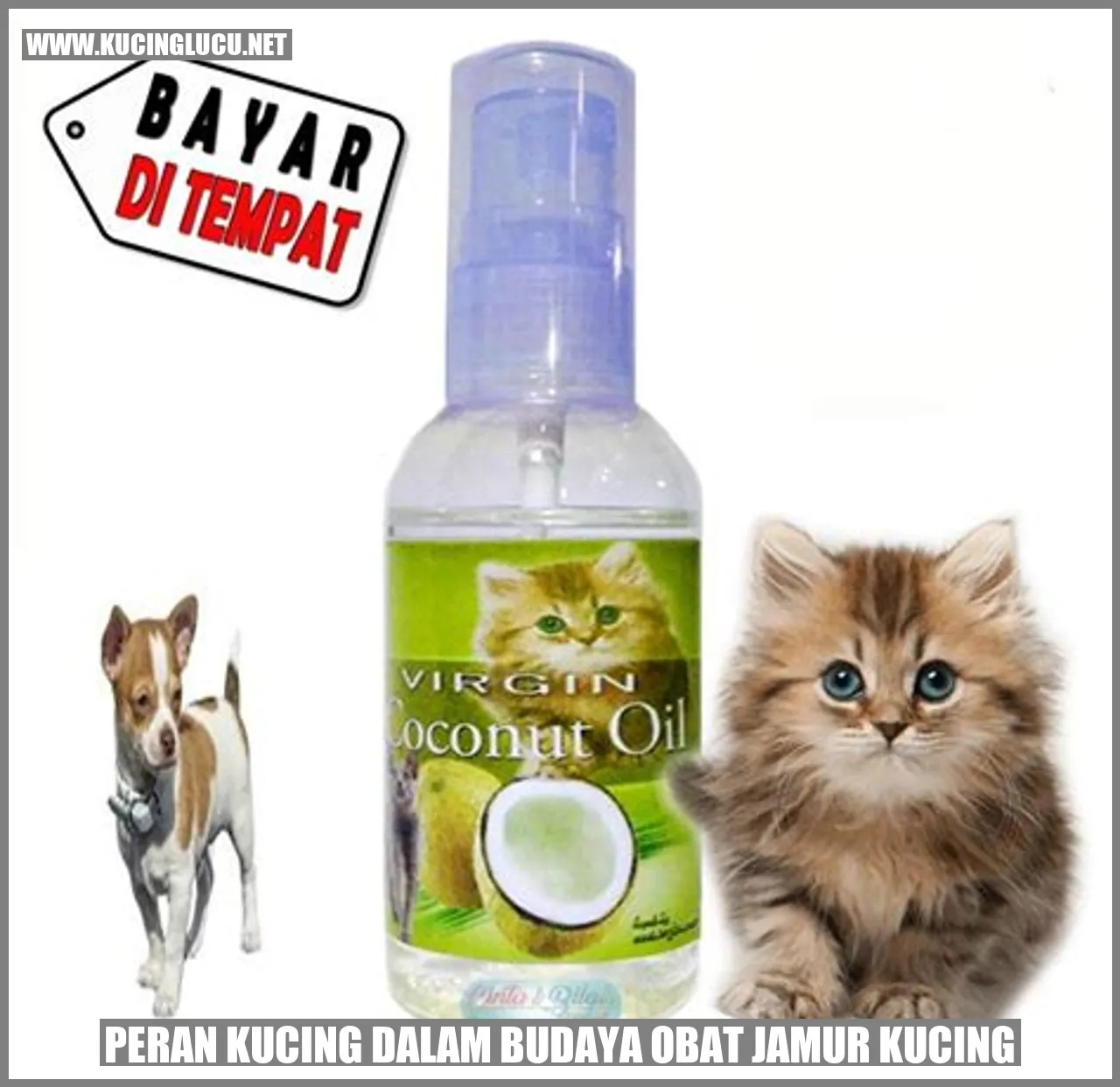 Peran Kucing dalam Budaya Obat Jamur Kucing
