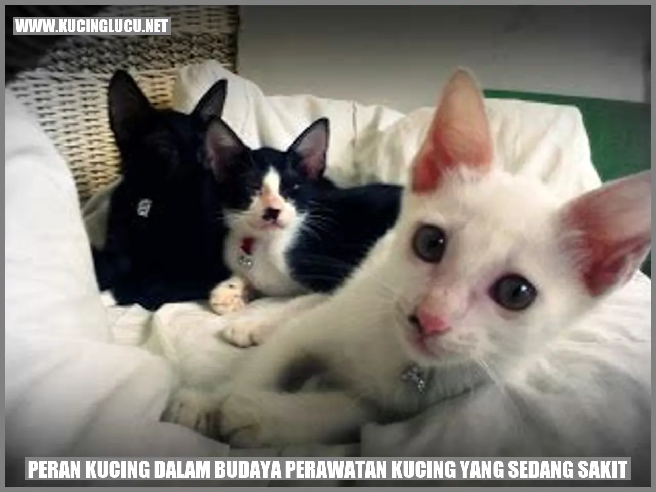 Peran Kucing dalam Budaya perawatan kucing yang sedang sakit