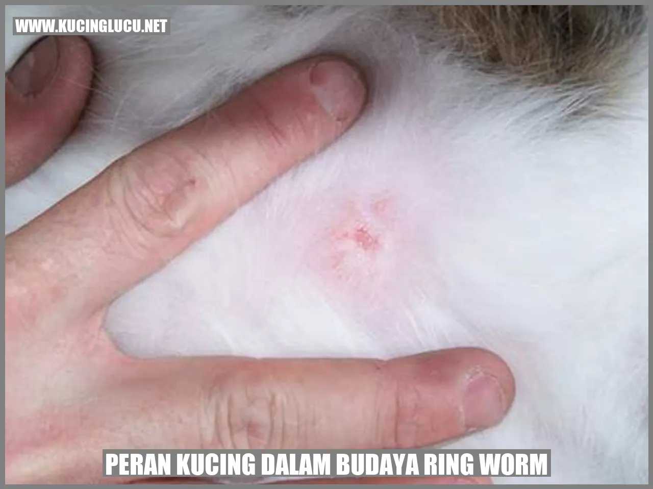 Peran Kucing dalam Budaya ring worm