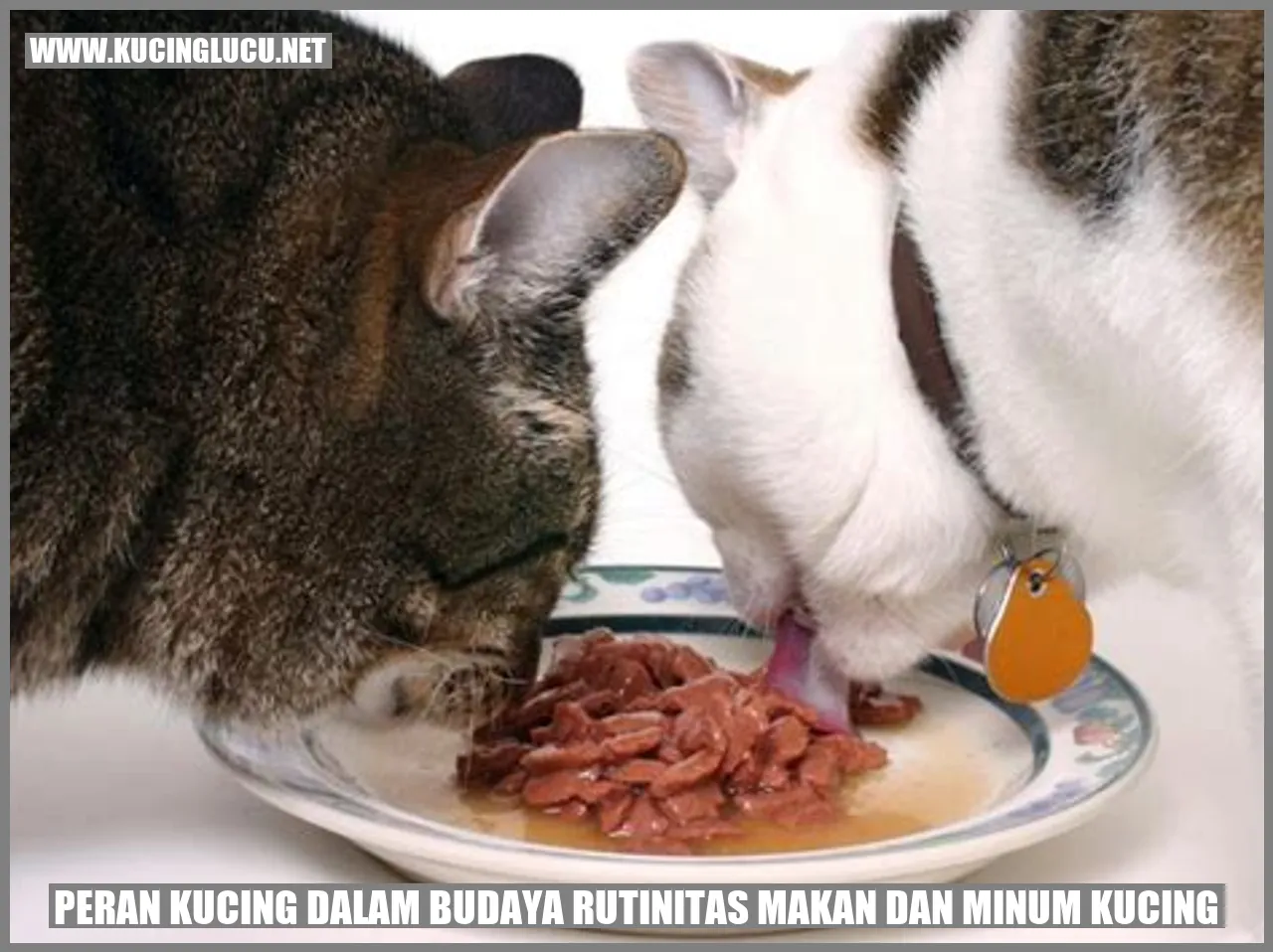 Peran Kucing dalam Budaya rutinitas makan dan minum kucing