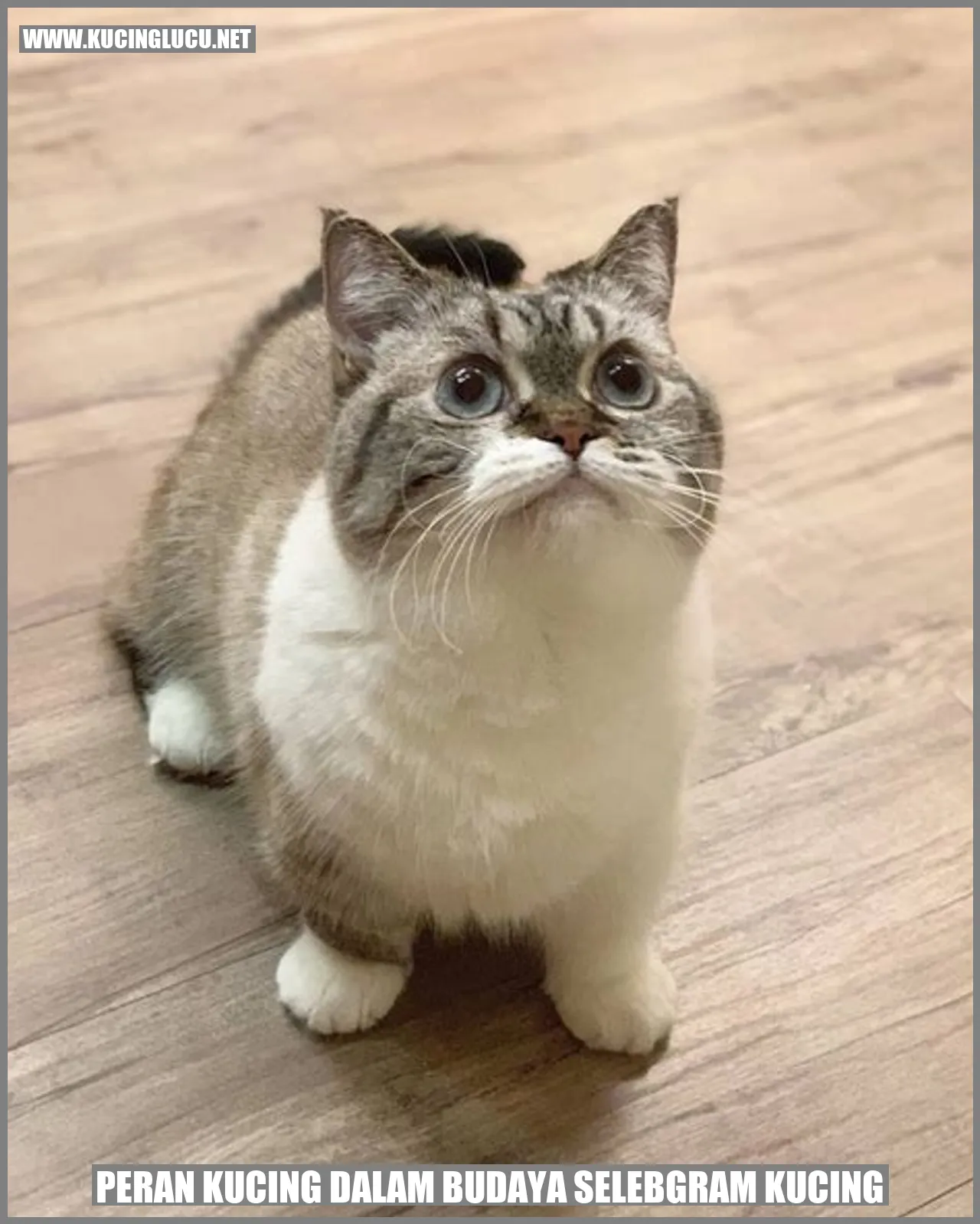 Peran Kucing dalam Budaya Selebgram Kucing
