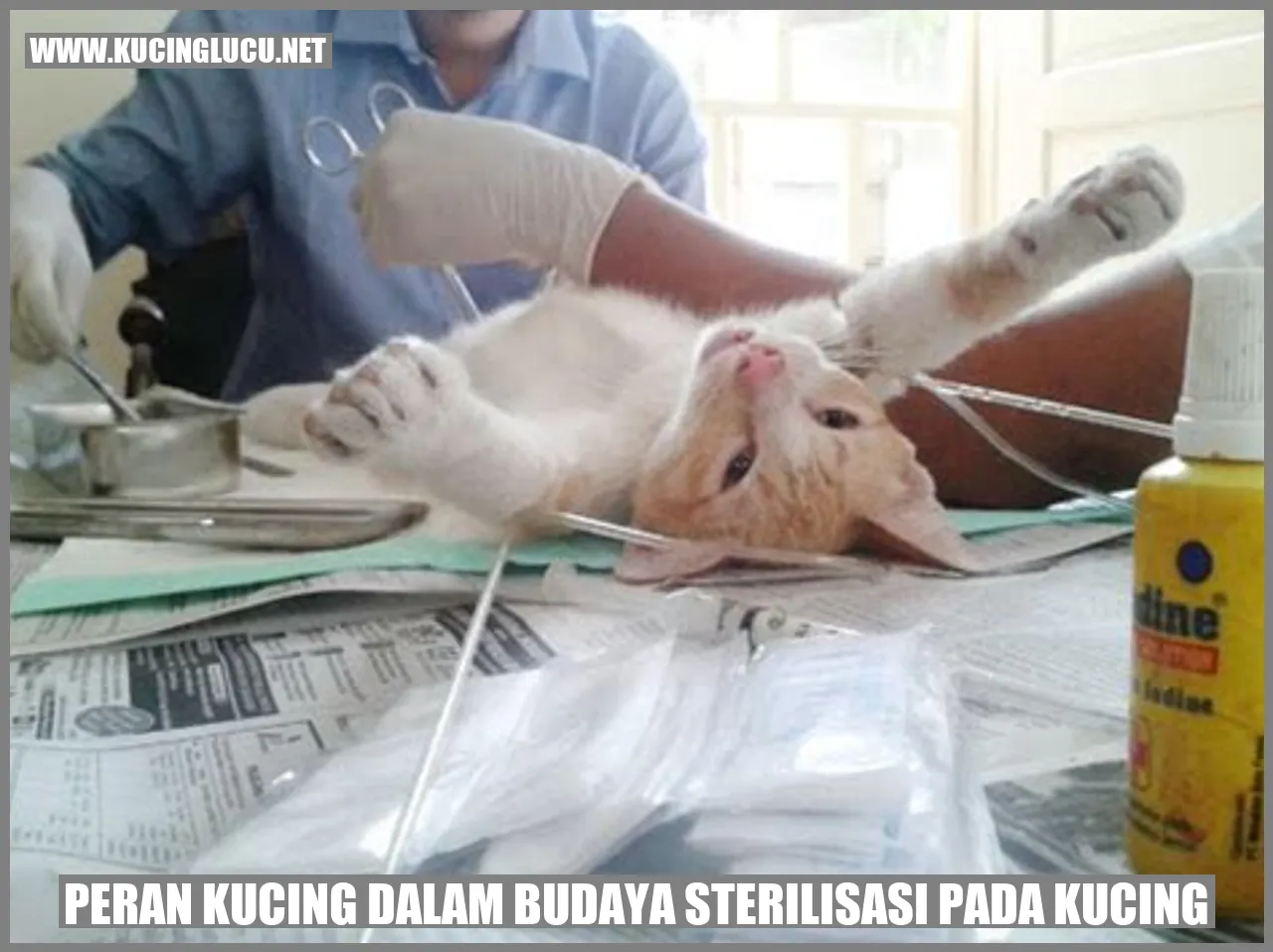 Peran Kucing dalam Budaya sterilisasi pada kucing