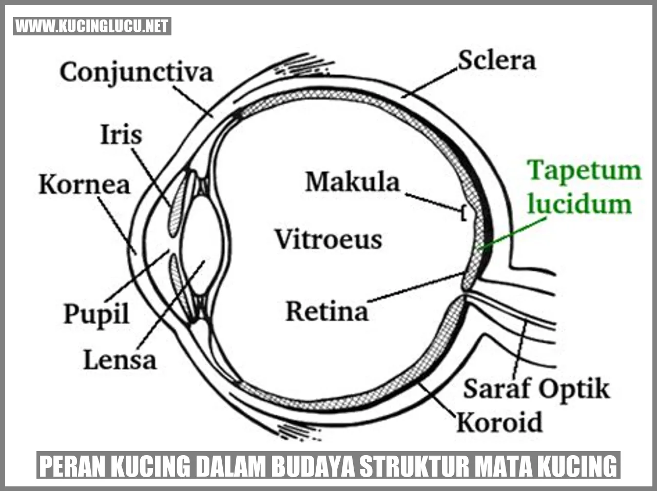 Ilustrasi Kucing
