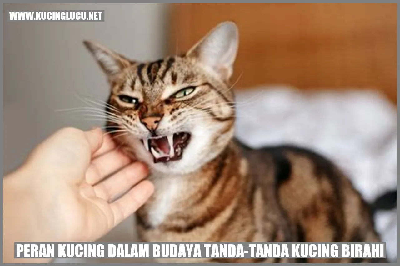 Kucing birahi
