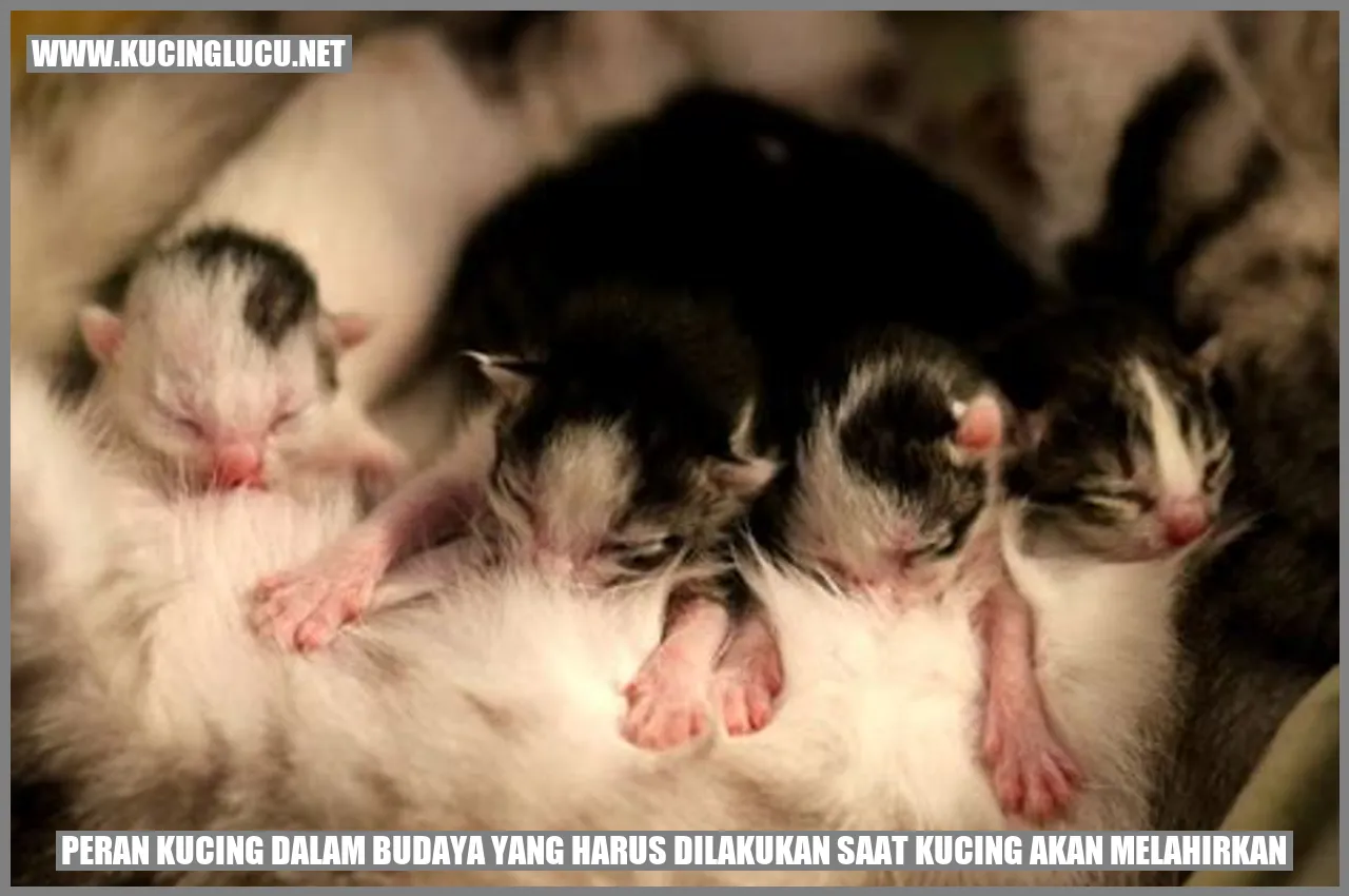 Peran Kucing dalam Budaya yang harus dilakukan saat kucing akan melahirkan