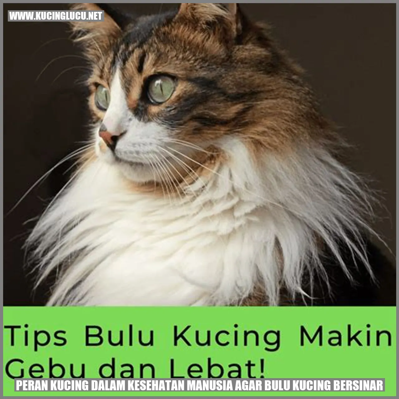 Bulu kucing yang sehat dan bersinar