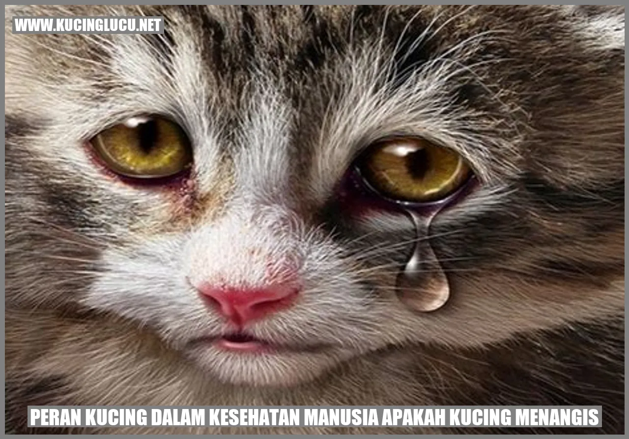 Peran Kucing dalam Kesehatan Manusia