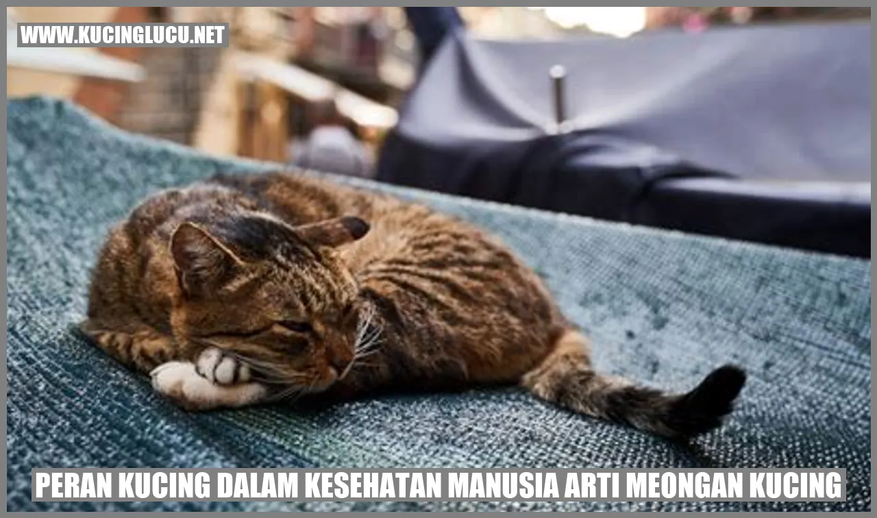 gambar meongan kucing