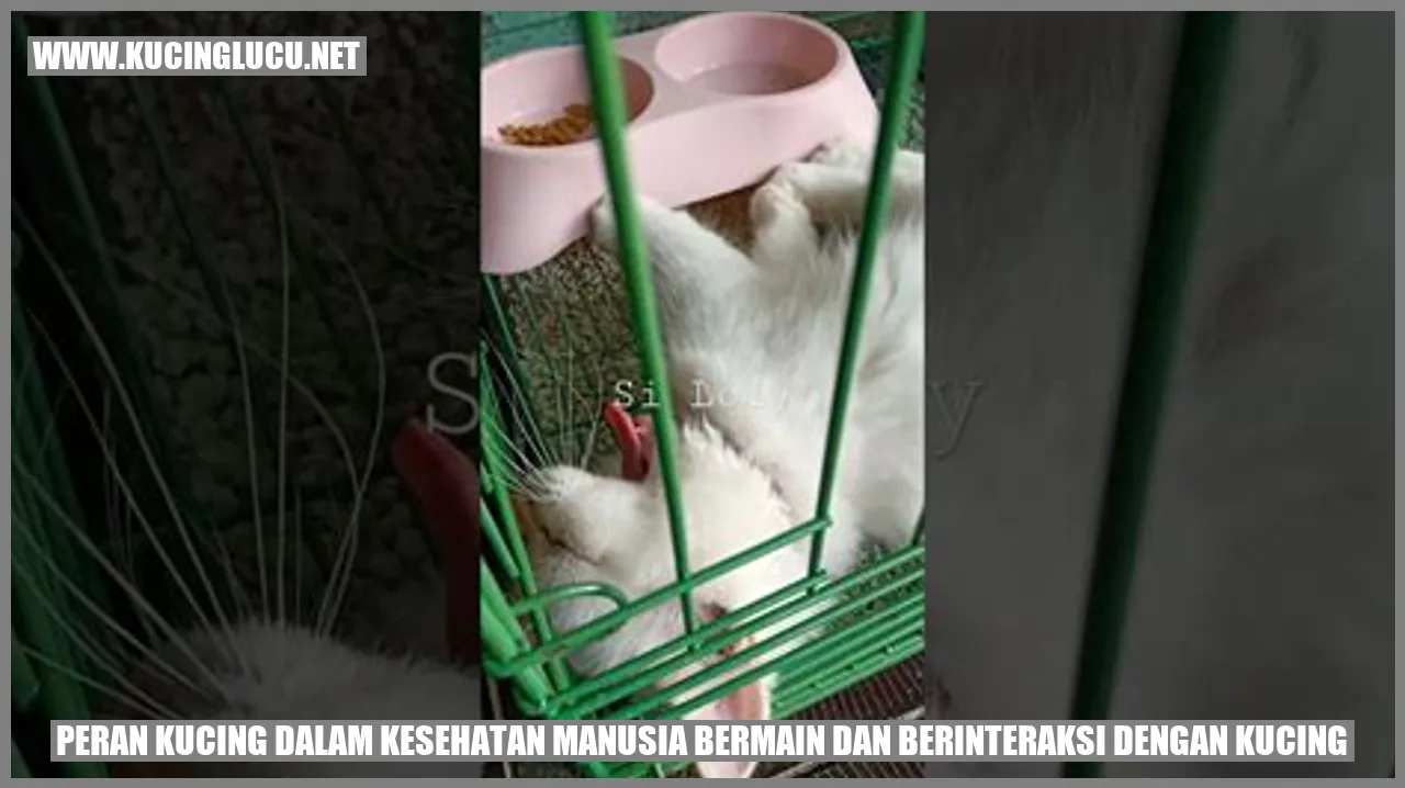 Gambar Kucing