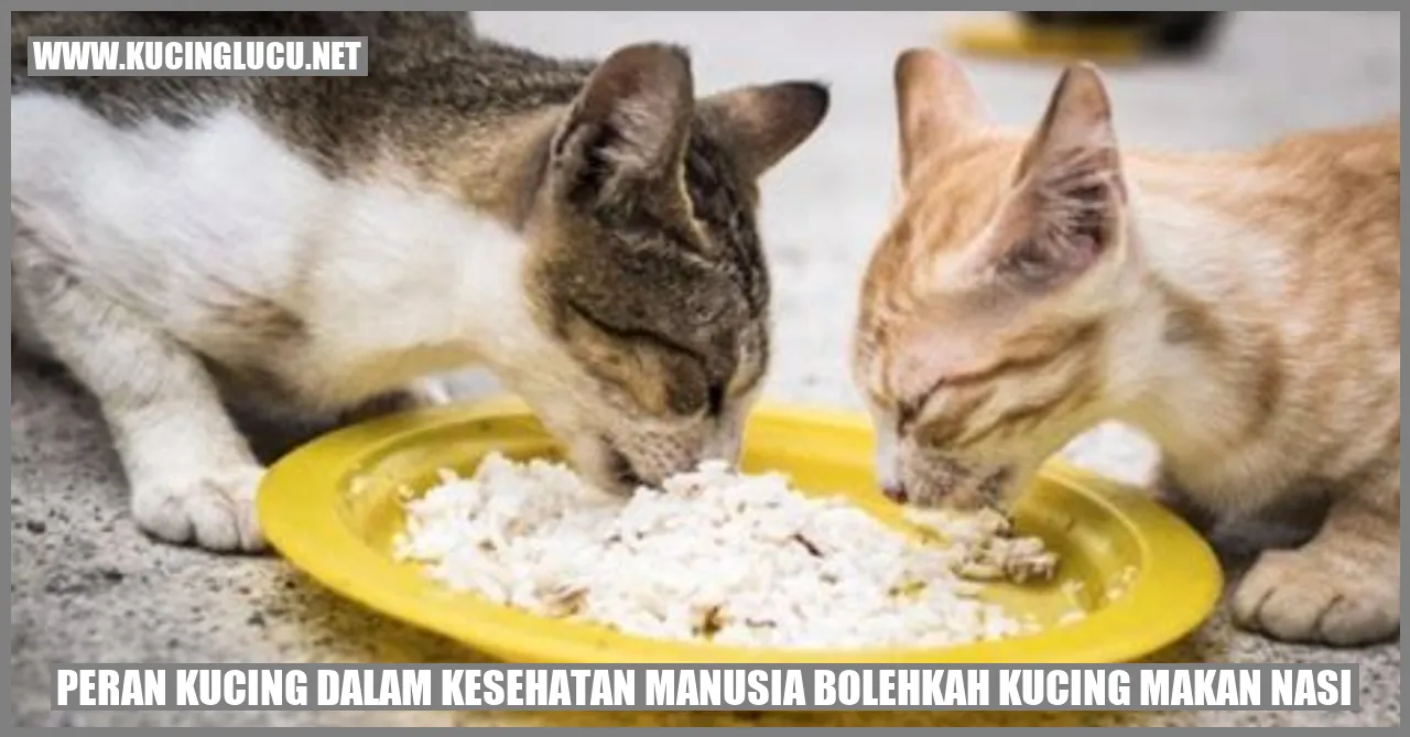 Kucing dan Kesehatan Manusia