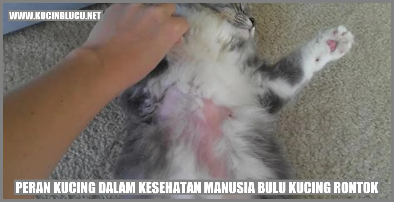 Peran Kucing dalam Kesehatan Manusia bulu kucing rontok