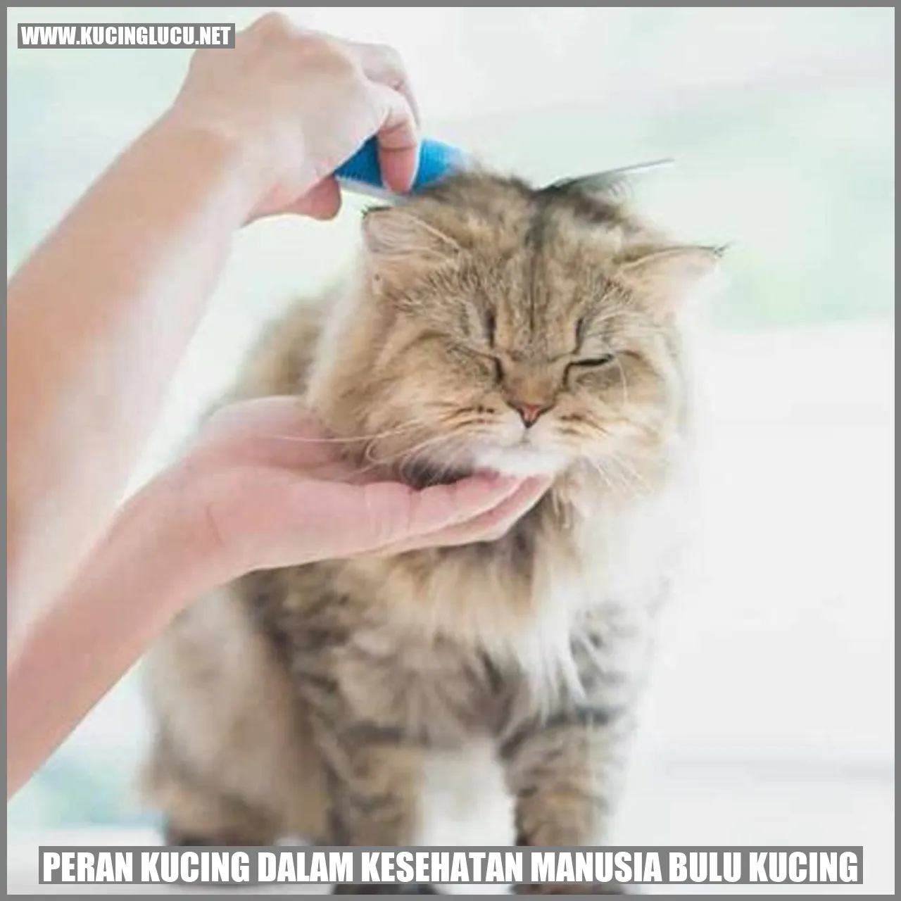 Peran Kucing dalam Kesehatan Manusia