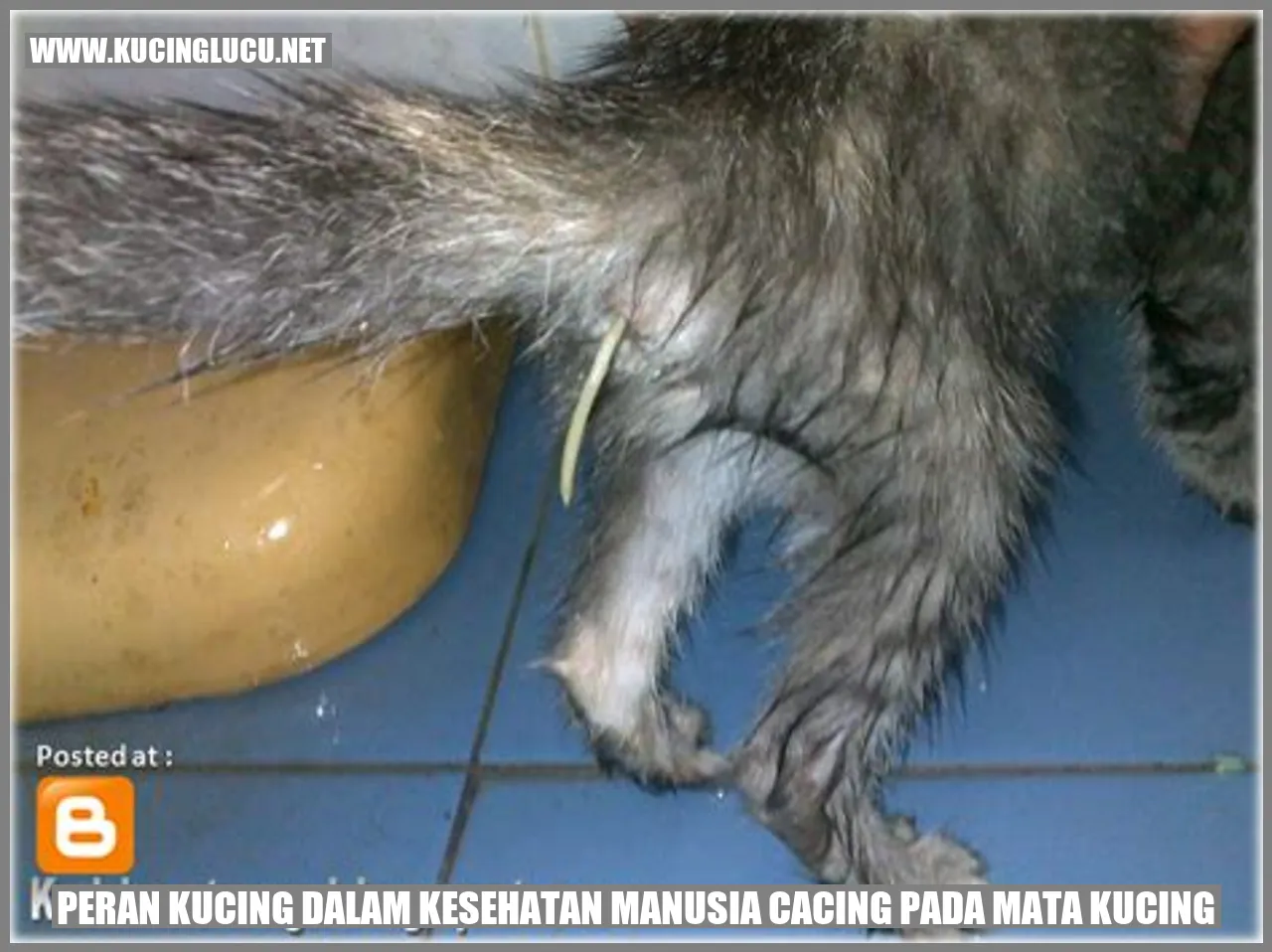 Peran Kucing dalam Kesehatan Manusia cacing pada mata kucing