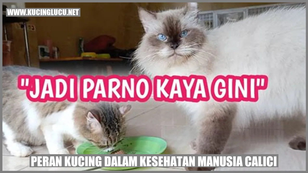 gambar kucing lucu