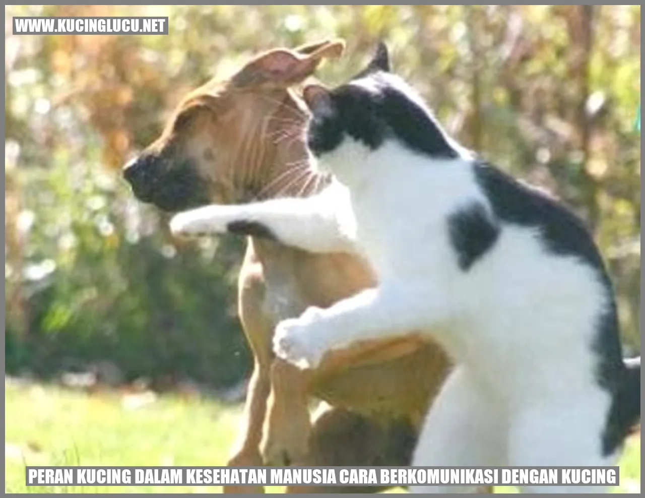 Gambar Kucing