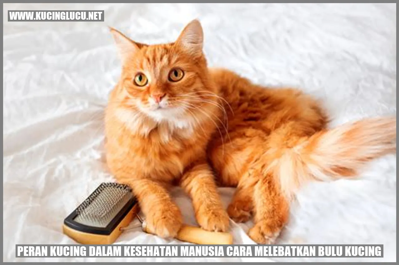Gambar Kucing
