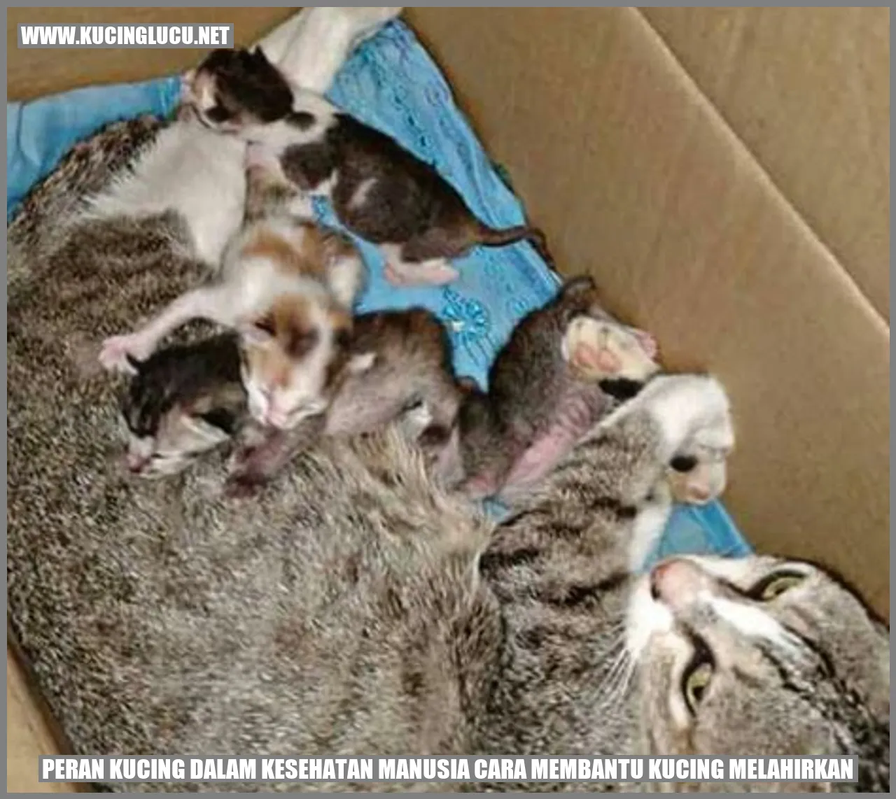 Peran Kucing dalam Kesehatan Manusia cara membantu kucing melahirkan