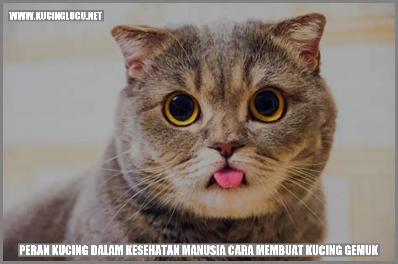 Kucing gemuk
