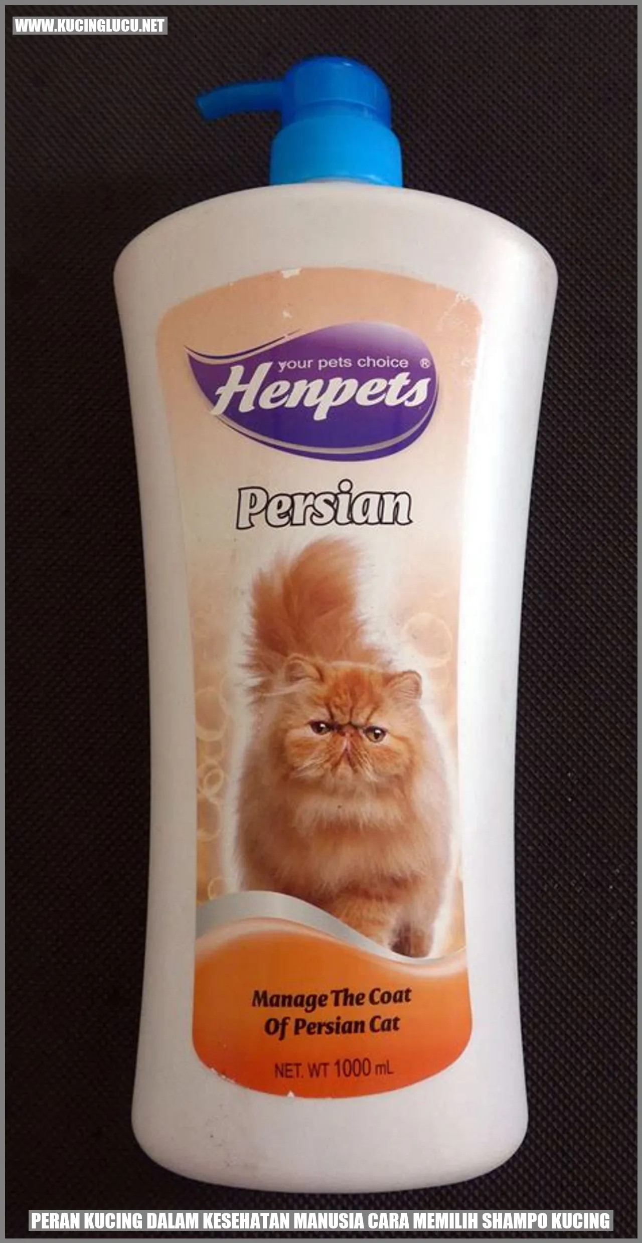 Gambar kucing