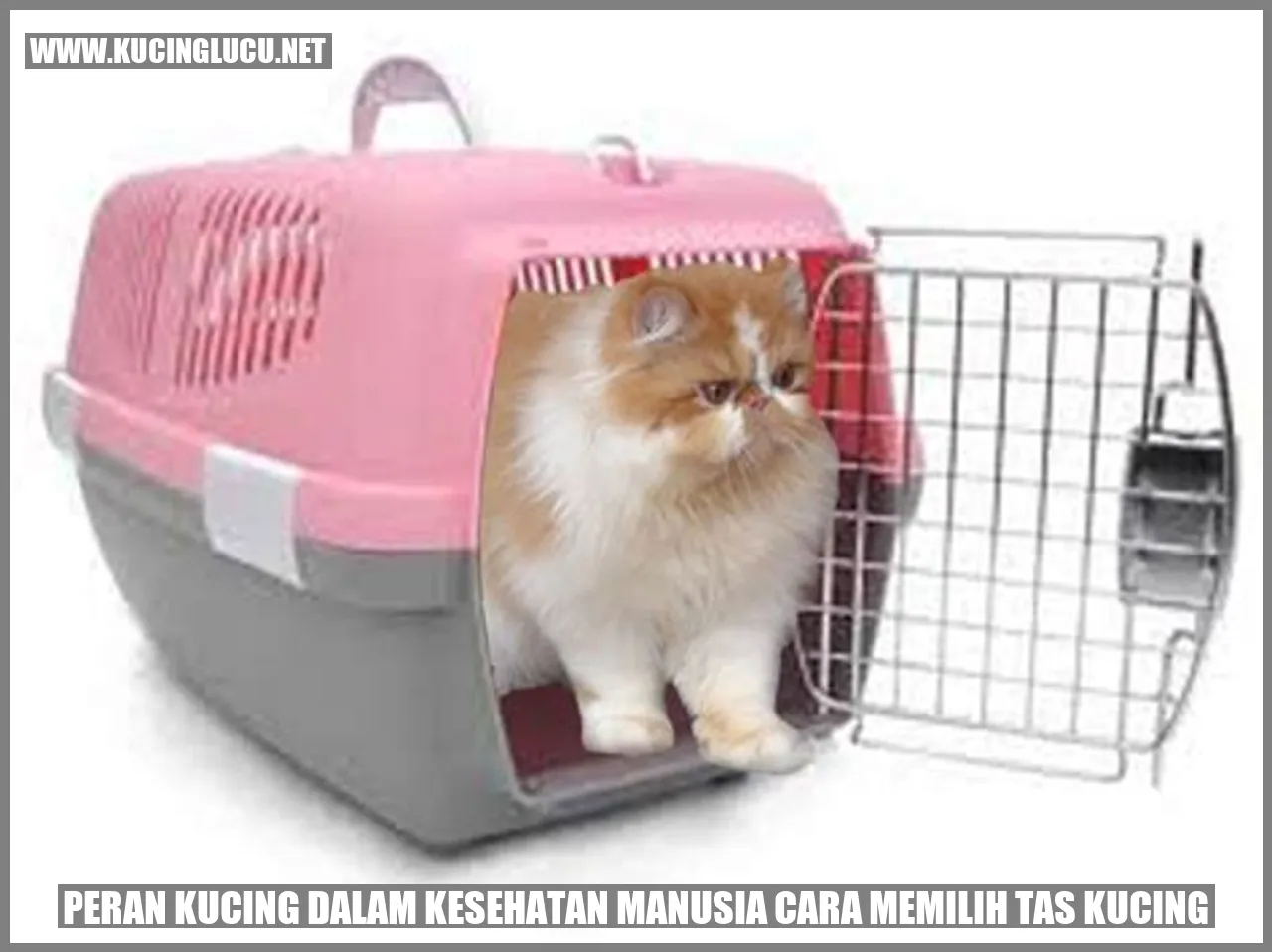 Gambar Kucing Menggemaskan