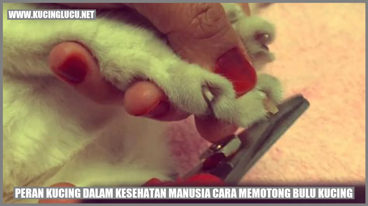 Gambar kucing dengan bulu yang rapi