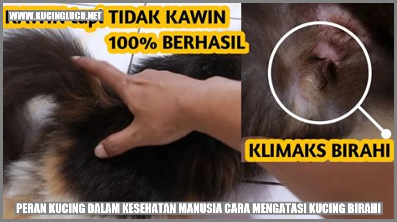 gambar kucing yang lucu
