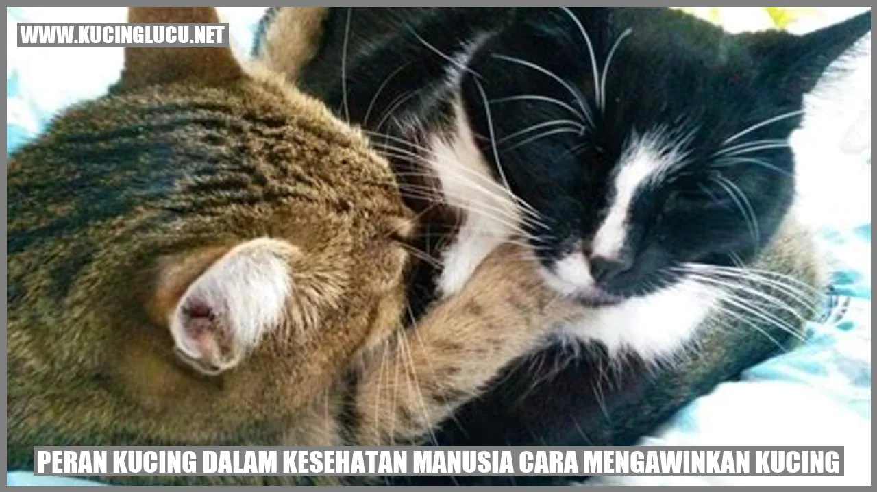 Peran Kucing dalam Kesehatan Manusia