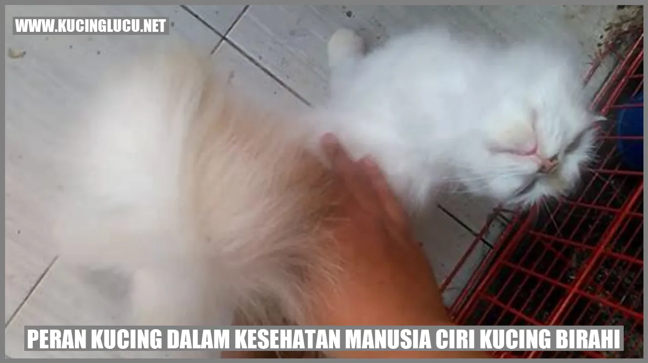 Peran Kucing dalam Kesehatan Manusia ciri kucing birahi