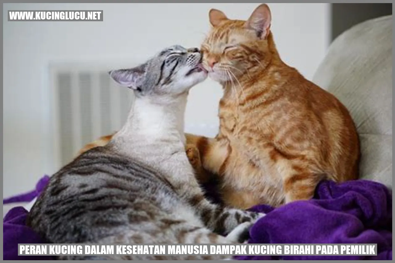 Kucing Birahi