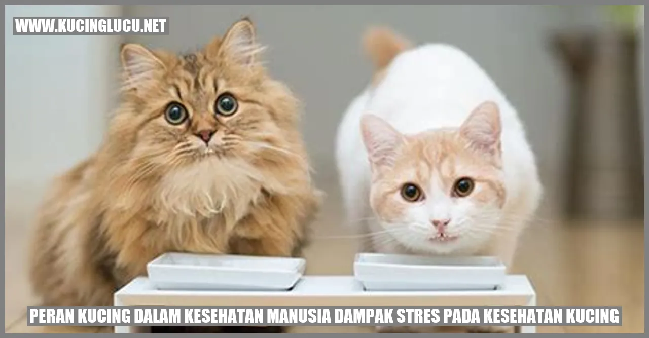 Peran Kucing dalam Kesehatan Manusia