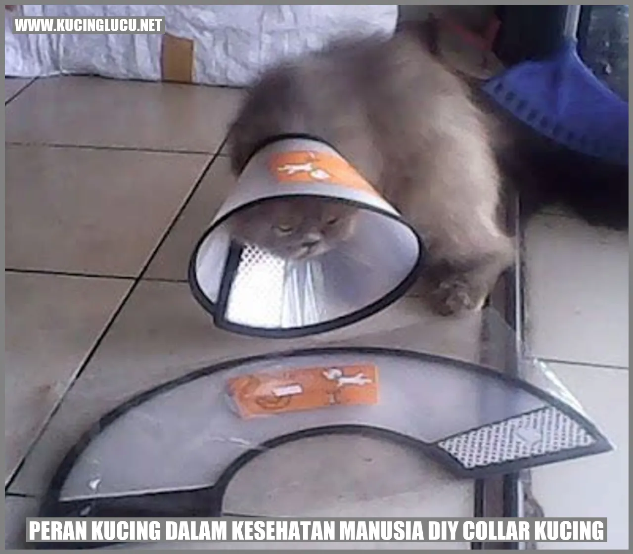 Kucing dengan kerah DIY