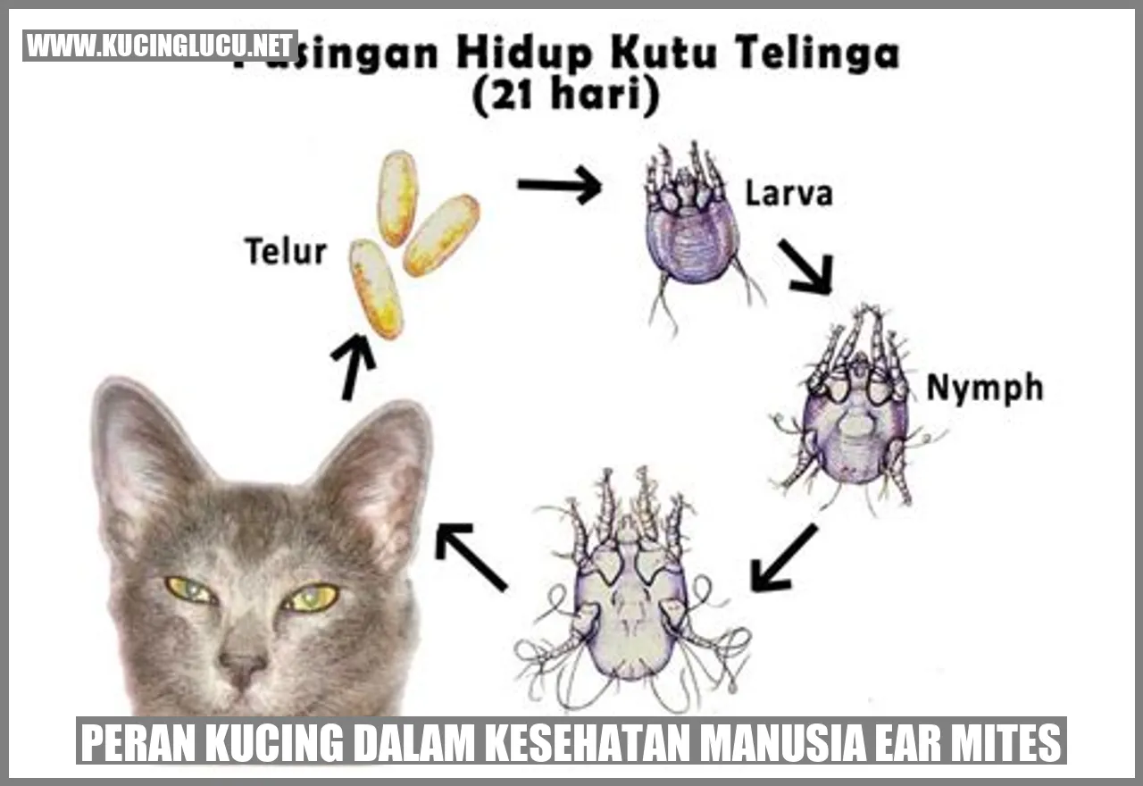 Gambar kucing yang menggemaskan