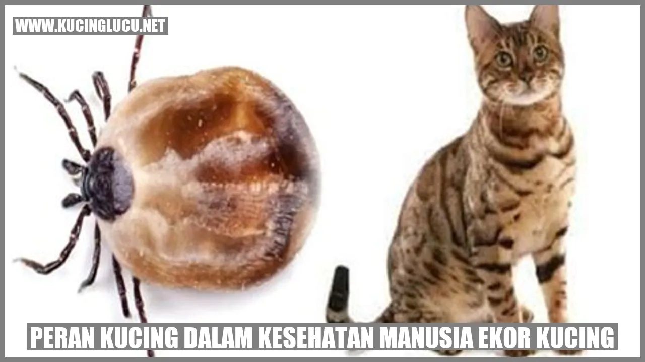 Peran Kucing dalam Kesehatan Manusia