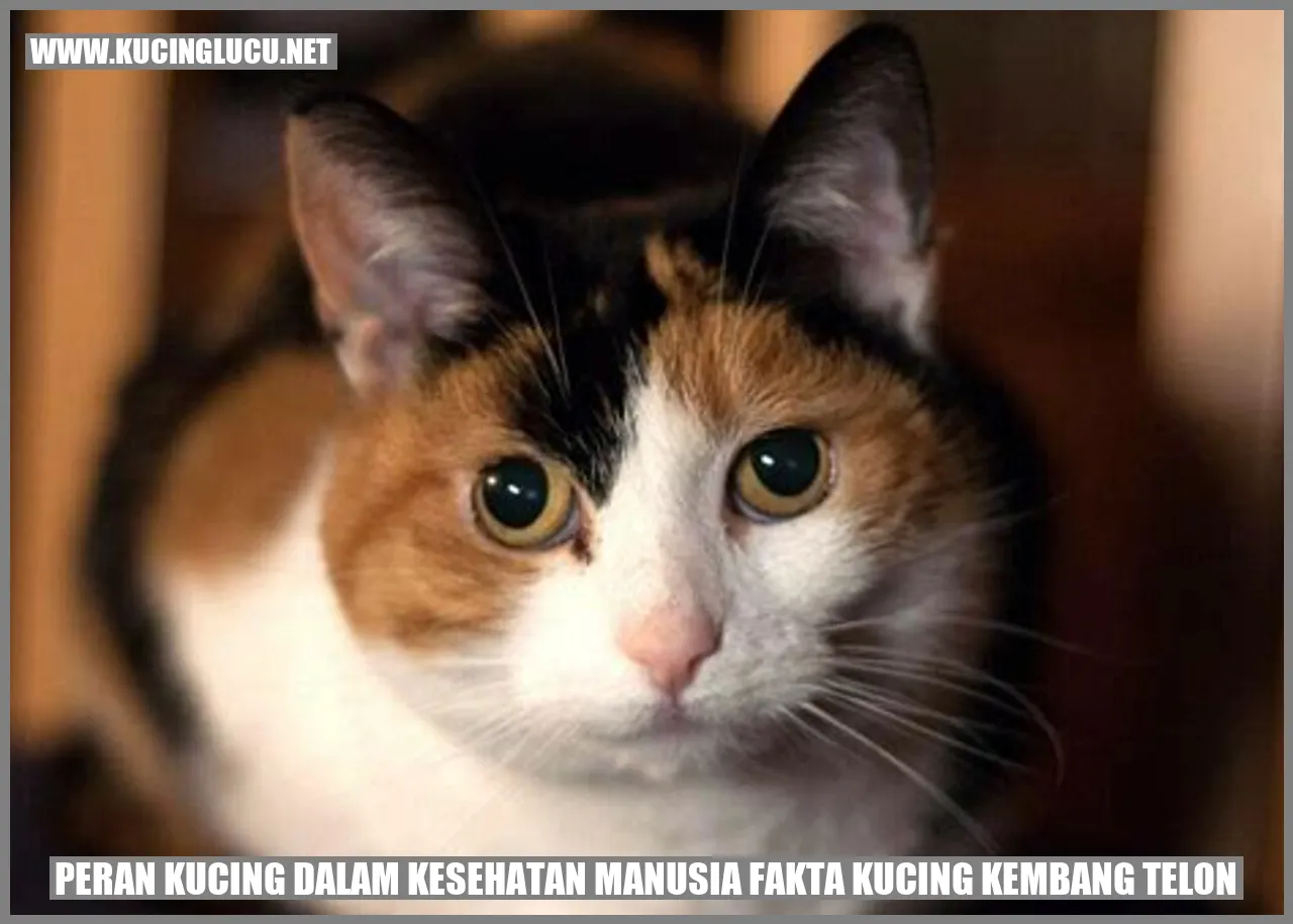 Gambar Kucing yang Menggemaskan