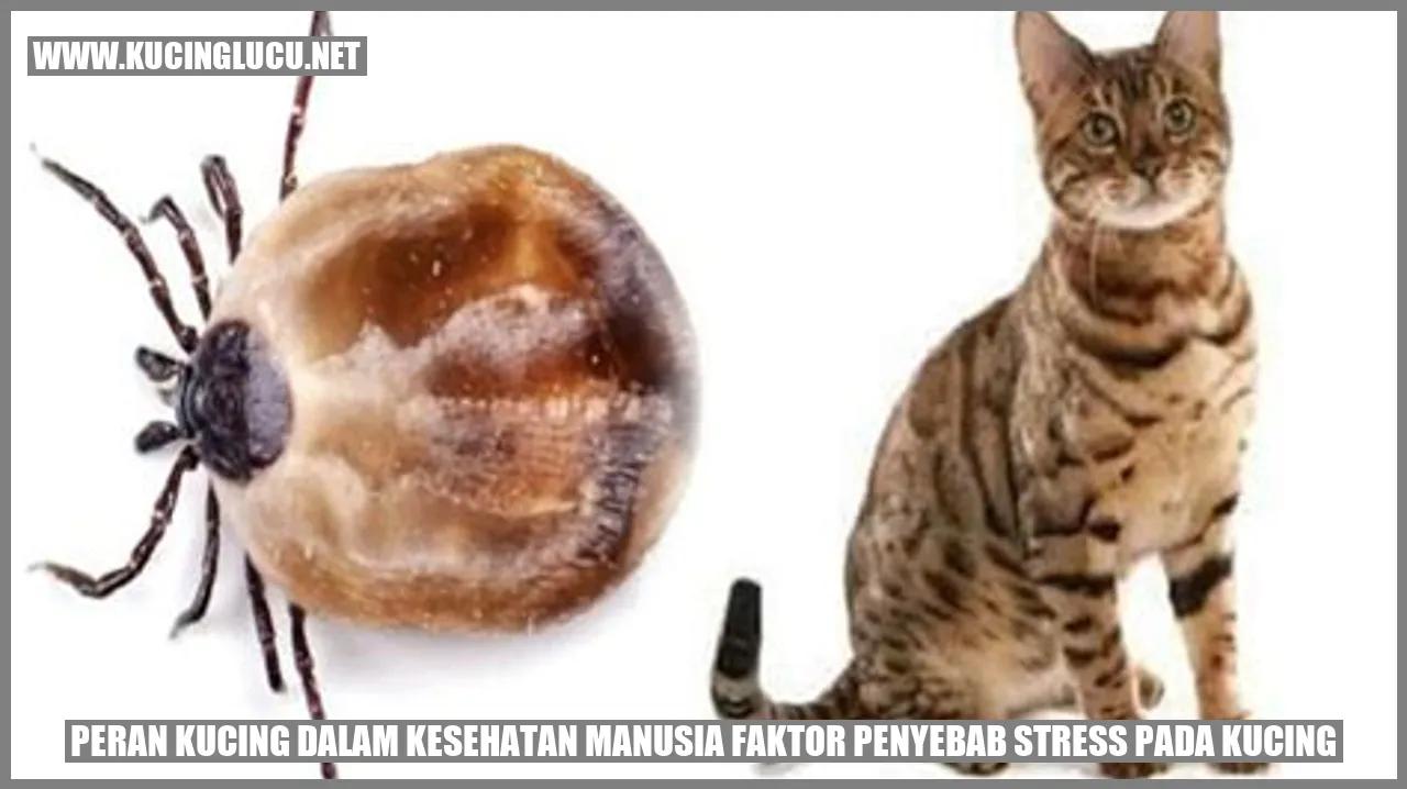 Peran Kucing dalam Kesehatan Manusia