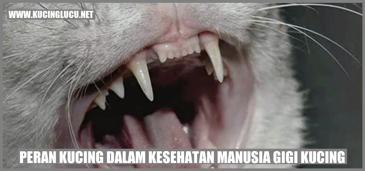 gambar kucing