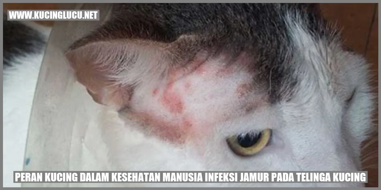 Peran Kucing dalam Menjaga Kesehatan Manusia: Infeksi Jamur pada Telinga Kucing