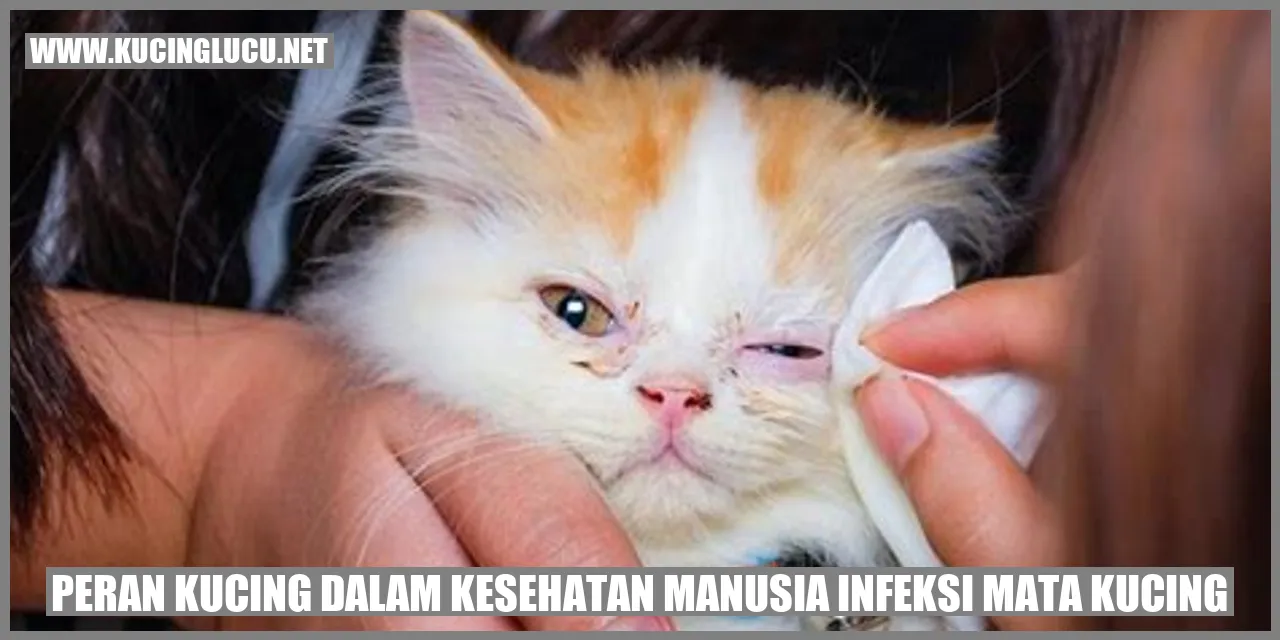 Peran Kucing dalam Kesehatan Manusia infeksi mata kucing